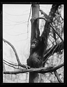 Zoo? ape LCCN2016890720.jpg