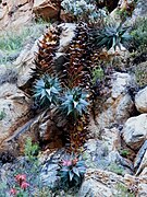 Aloe perfoliata (4).jpg