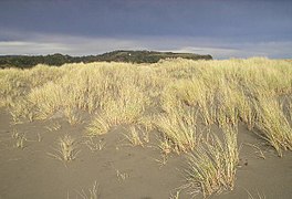 plantations dans du sable