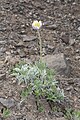 Pulsatilla occidentalis