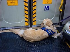 Assistance dog with scooter user Queensland Rail EMU Eagle Junction Railway Station P1010202.jpg