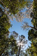 Beech Forest (AU), Great Otway National Park -- 2019 -- 1318.jpg