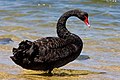 Cisne-negro.