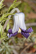 Corola campanulada en Clematis hirsutissima.