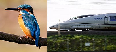 Common kingfisher-Shinkansen type 500.jpg