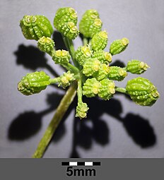 Fruits immatures de Grande Ciguë (Conium maculatum).