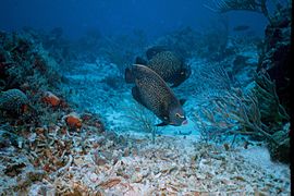 Arezifes de Cozumel