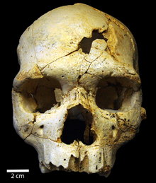 Crâne 17 de la Sima de los Huesos.
