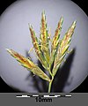 Spikelets