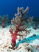 Colonias de Dendronephthya sp. en Komodo, Indonesia