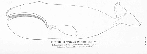 FMIB 50843 Right Whale of the Pacific.jpeg