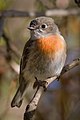 Scarlet Robin