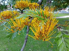 Grevillea robusta leaves and flowers 4.jpg