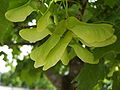 Sugar maple tree seeds.