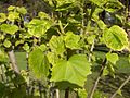 Hibiscus syriacus-en hostotza