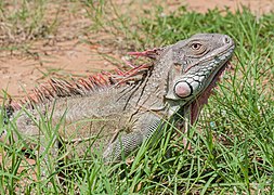 Iguana in the Maracaibo wild.jpg