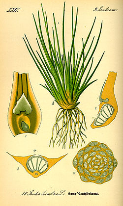 Isoetes lacustris (ilustração de de Otto Wilhelm Thomé, 1885).[1]