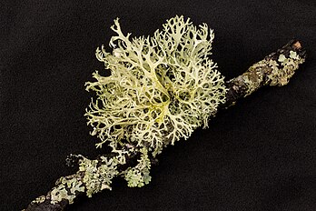 Lichens Cladonia portentosa et Hypogymnia physodes. (définition réelle 5 472 × 3 648)