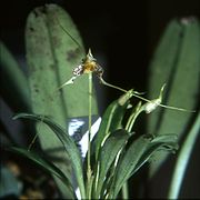 Masdevallia picturata