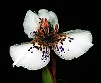 Moraea atropunctata