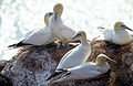 Morus bassanus, Northern Gannet