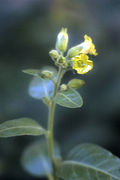 Nicotiana rustica