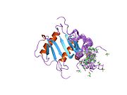 1ilp​: CXCR-1 Н-терминални пептид везан за интерлеукин 8