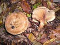 !!!Paxillus involutus!!!