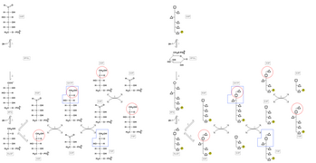 PentoseP Pathway Fischer Polyg.png