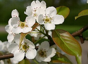 Pyrus urumiensis