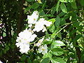 Rosa beggeriana