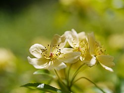 Rosa banksiae f. lutescens