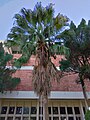 Serdang palm planted by the Chancellor of UPM