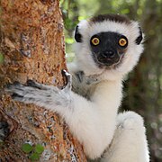 Sifaka in Berenty.jpg