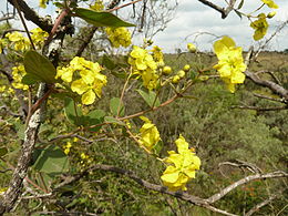 A Sphedamnocarpus pruriens virágai