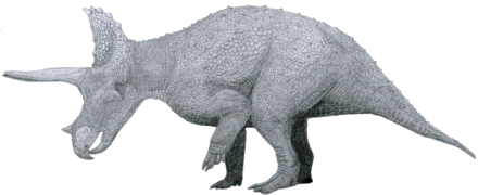 Triceratops