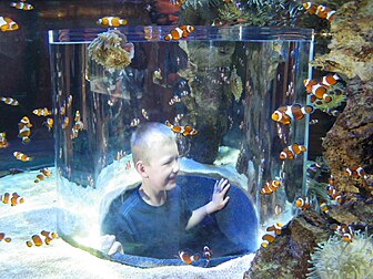 Enfant, poissons clowns et anémones de mer à l'Aquarium des Deux Océans de la ville du Cap en Afrique du Sud. (définition réelle 2 048 × 1 536)