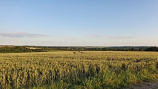 Photographie d'un large champs de blé, avec un village visible au fond.