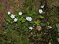 Oxalis acetosella, cijela biljka