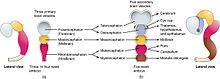 The embryonic brain develops complexity through enlargements of the neural tube called vesicles; (a) The primary vesicle stage has three regions, and (b) the secondary vesicle stage has five regions.