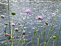 Knautia arvensis