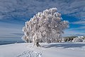 Windbeech Schauinsland