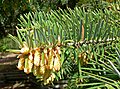 мушке цвасти Abies bracteata