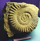 白堊紀晚期滅絕的菊石亞綱生物化石