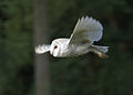 T. a. alba, Castle Acre, Norfolk, UK