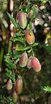 Billardiera scandens