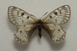 貝德羅絹蝶 P. boedromius