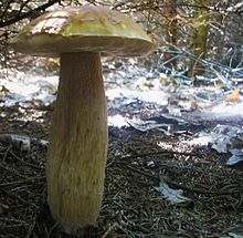 Boletus edulis var. clavipes.jpg