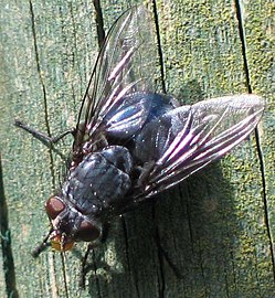 Mosca d'o chenero Calliphora.