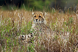 Cheetah (Acinonyx jubatus) cub